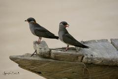 Rock Pratincole photo 5