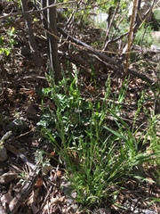 Poa bigelovii