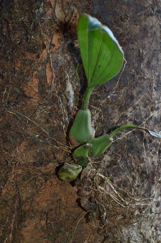 Image of Pholidota pallida by (c) Chandu Bandi, some rights reserved (CC BY)