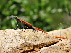 Lebombo Flat Lizard photo 5