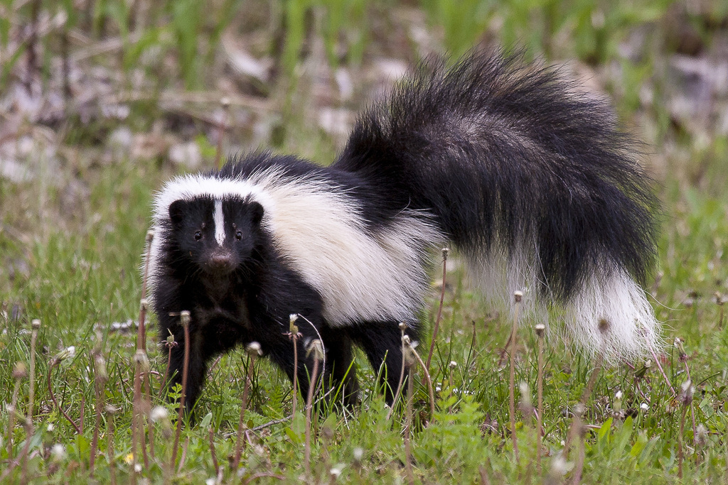 Striped Skunk from Erie County, PA, USA on May 10, 2009 at 07:22 AM by ...