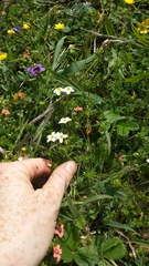 Leptosiphon rosaceus