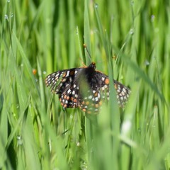 Euphydryas editha bayensis