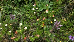 Leptosiphon rosaceus