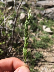 Poa bigelovii