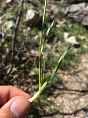 Poa bigelovii