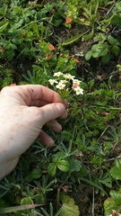 Leptosiphon rosaceus