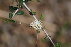 Ceanothus cuneatus cuneatus