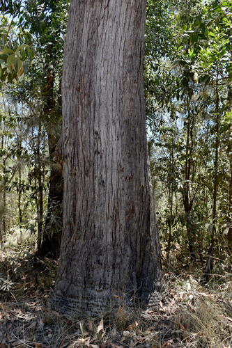 Eucalyptus uvida