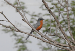 Melaenornis semipartitus