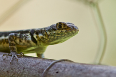 Tropidurus torquatus