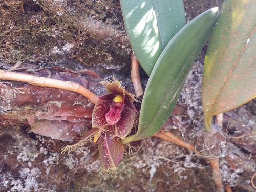 Dayanum Bulbophyllum (Bulbophyllum dayanum)