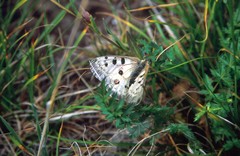 Parnassius tianschanicus