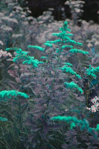 Solidago rugosa