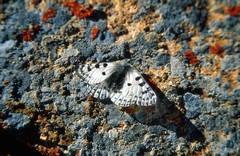 Parnassius actius