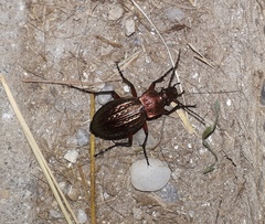Carabus cancellatus