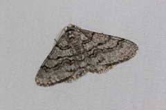 Phigalia titea