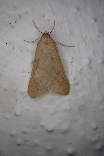 Alsophila aceraria