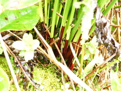 Juncus effusus pacificus