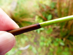 Juncus effusus pacificus