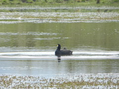 Fulica gigantea