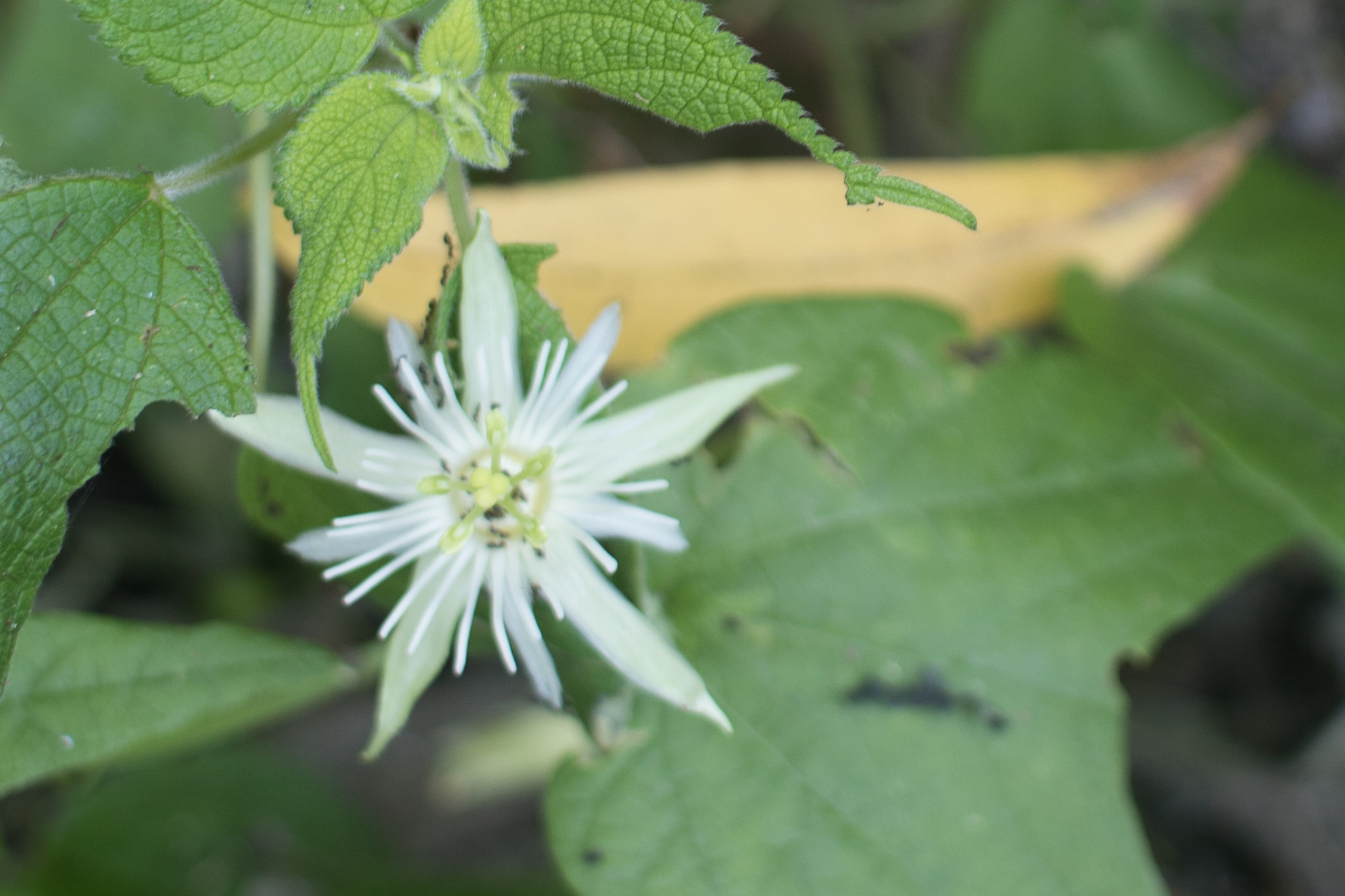 Passiflora capsularis