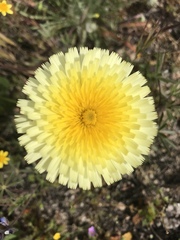 Malacothrix californica