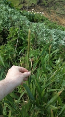 Elymus glaucus
