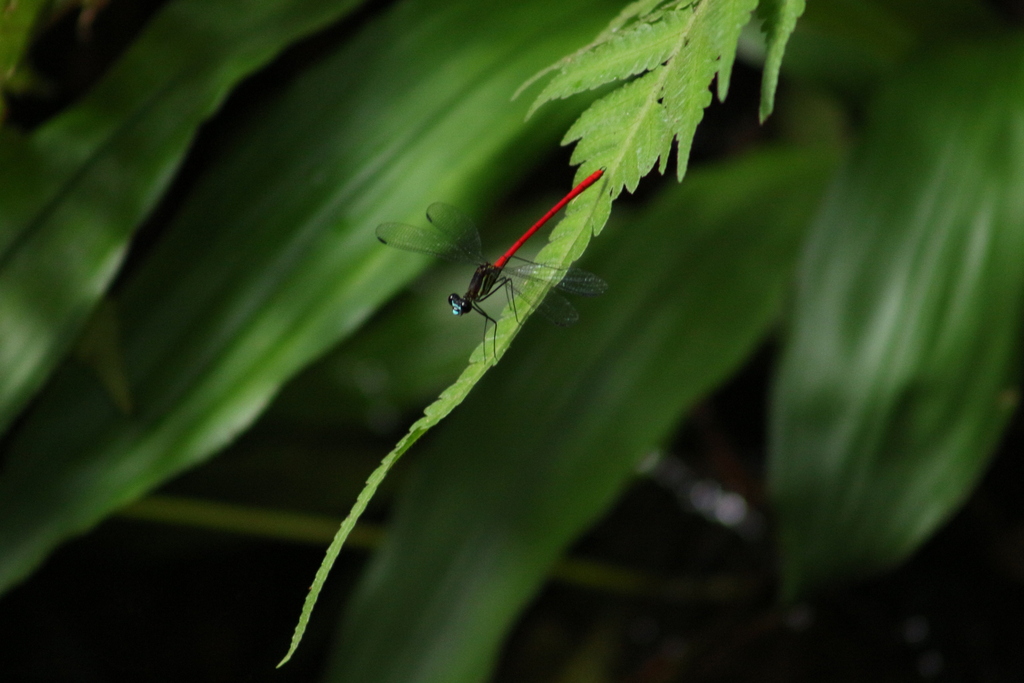 Dicterias