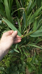 Elymus glaucus