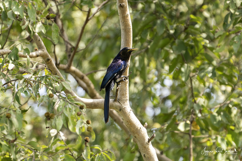 iNaturalist image