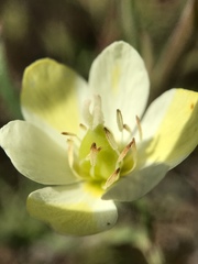 Hesperomecon linearis