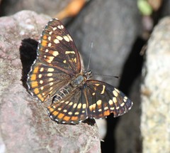 Chlosyne cyneas
