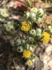 Eriophyllum pringlei