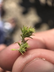 Loeflingia squarrosa