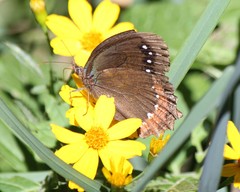 Gyrocheilus patrobas