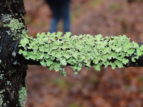 Yellow Ribbon Lichen