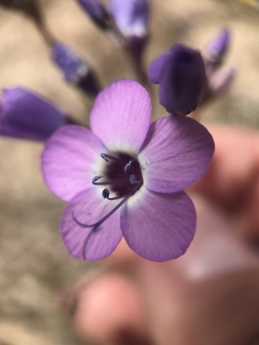 Gilia tenuiflora ssp. amplifaucalis
