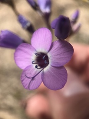 Gilia tenuiflora amplifaucalis