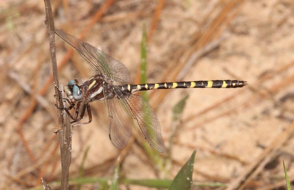 Golden-ringed dragonflies