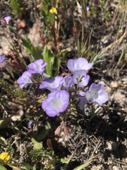 Phacelia douglasii