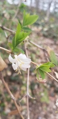 Magnoliopsida