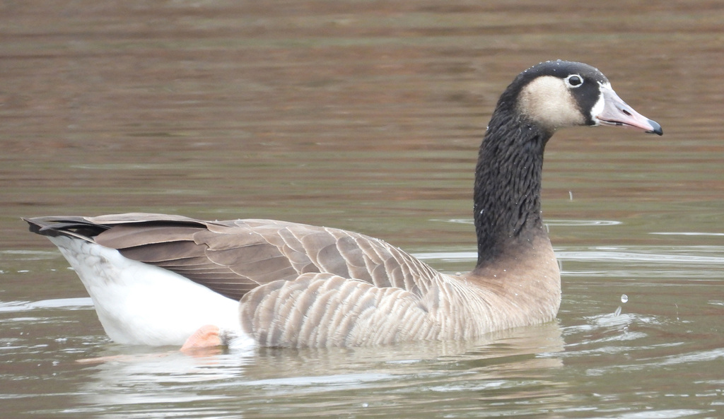 Grey Geese × Black Geese