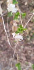 Magnoliopsida