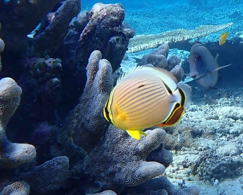 Redfin Butterflyfish — seen at this dive site