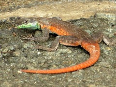 Lebombo Flat Lizard photo 3