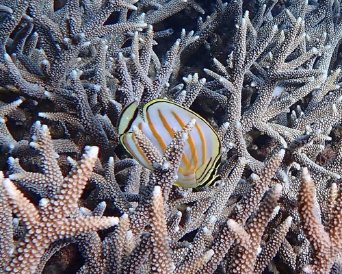 Ornate Butterflyfish — seen at this dive site