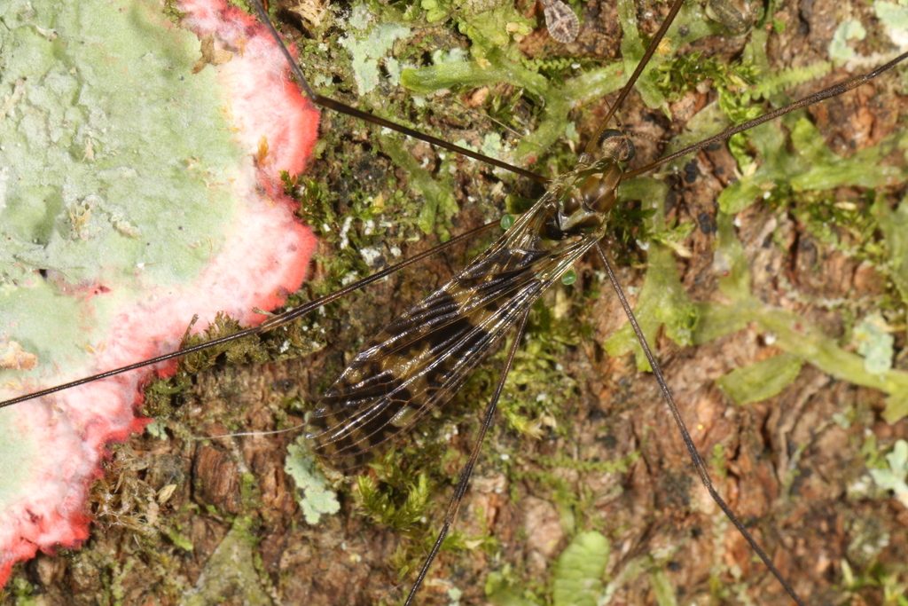 Dicranomyia diva