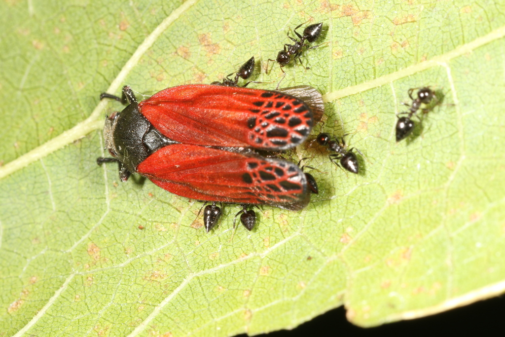 Mahanarva rubripennis