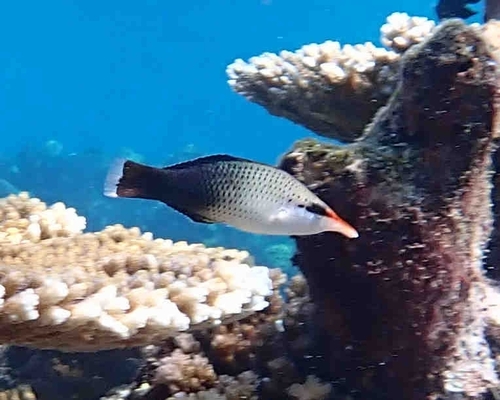 Bird Wrasse — seen at this dive site